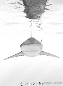 Face to Face with a beautiful Oceanic Whitetip Shark     ... by Ken Kiefer 